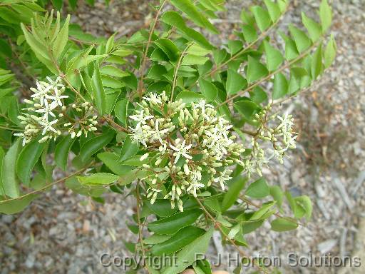 Curry leaf (Murraya koenigii) 